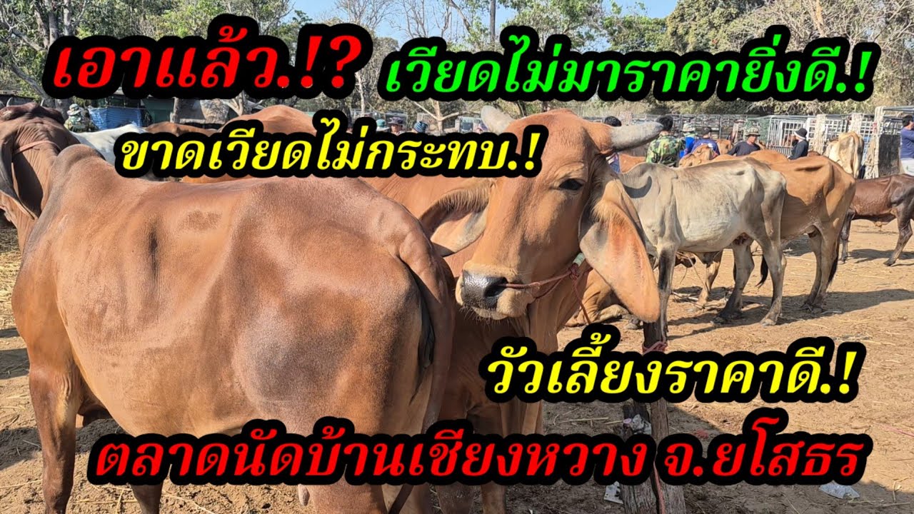 ราคาวัววันนี้ เปิดราคาวัวล่าสุดวันนี้ สำรวจราคาวัวตลาดนัด#เปิดราคาวัวงามน่าซื้อ#ซื้อขายวัวน่าเลี้ยง 