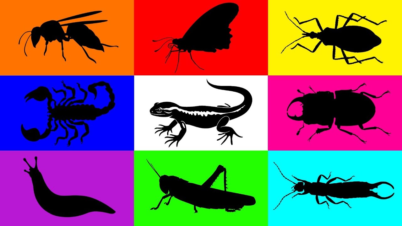 Insect: Kissing Bug, Stag Beetle, Slug, Moth, Earwig, Grasshopper, Wasp, Scorpion, Grass Lizard