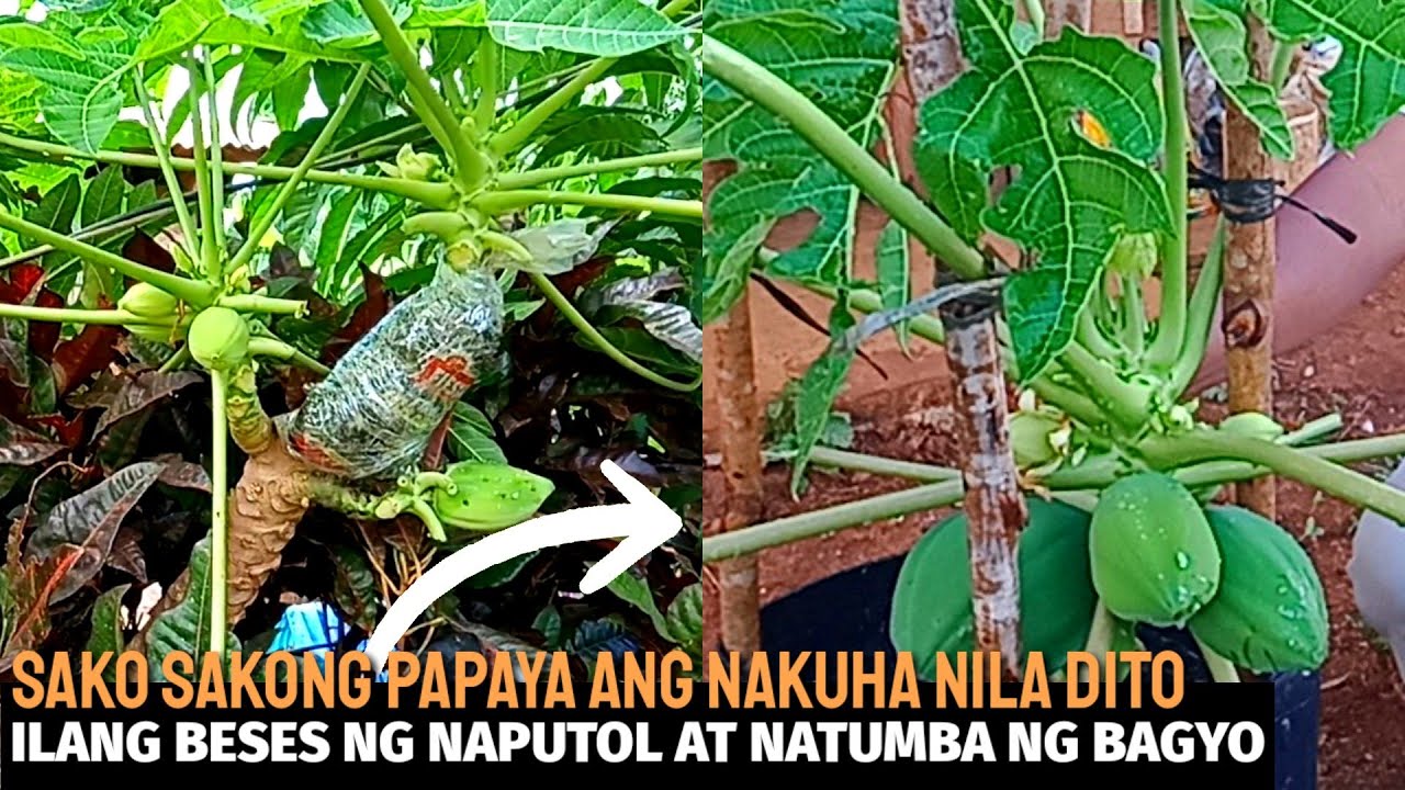 PAANO MAG MARCOT NG PAPAYA | D' GREEN THUMB