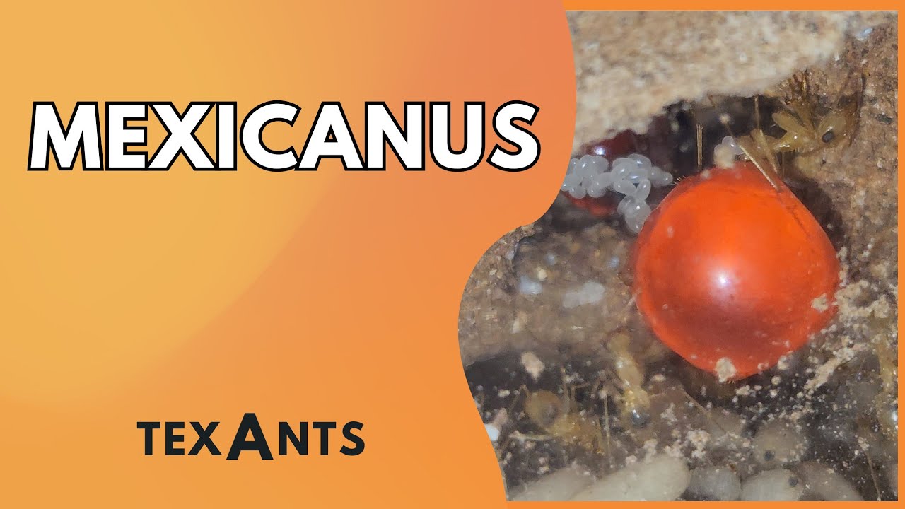 🚩MYRMECOCYSTUS MEXICANUS en Hormiguero de Arena y RESINA (mudanza exitosa)