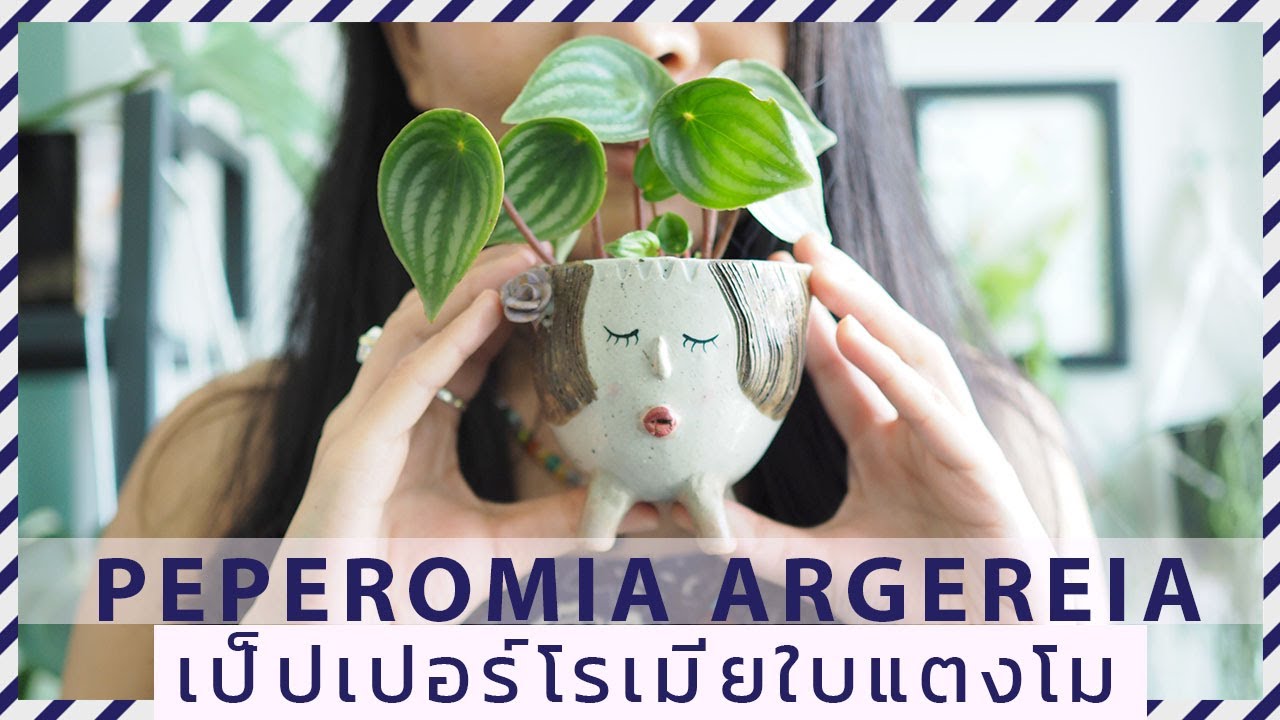 วิธีดูแลต้นเป็ปเปอร์โรเมีย ใบแตงโม ต้นไม้ในร่ม เลี้ยงง่าย