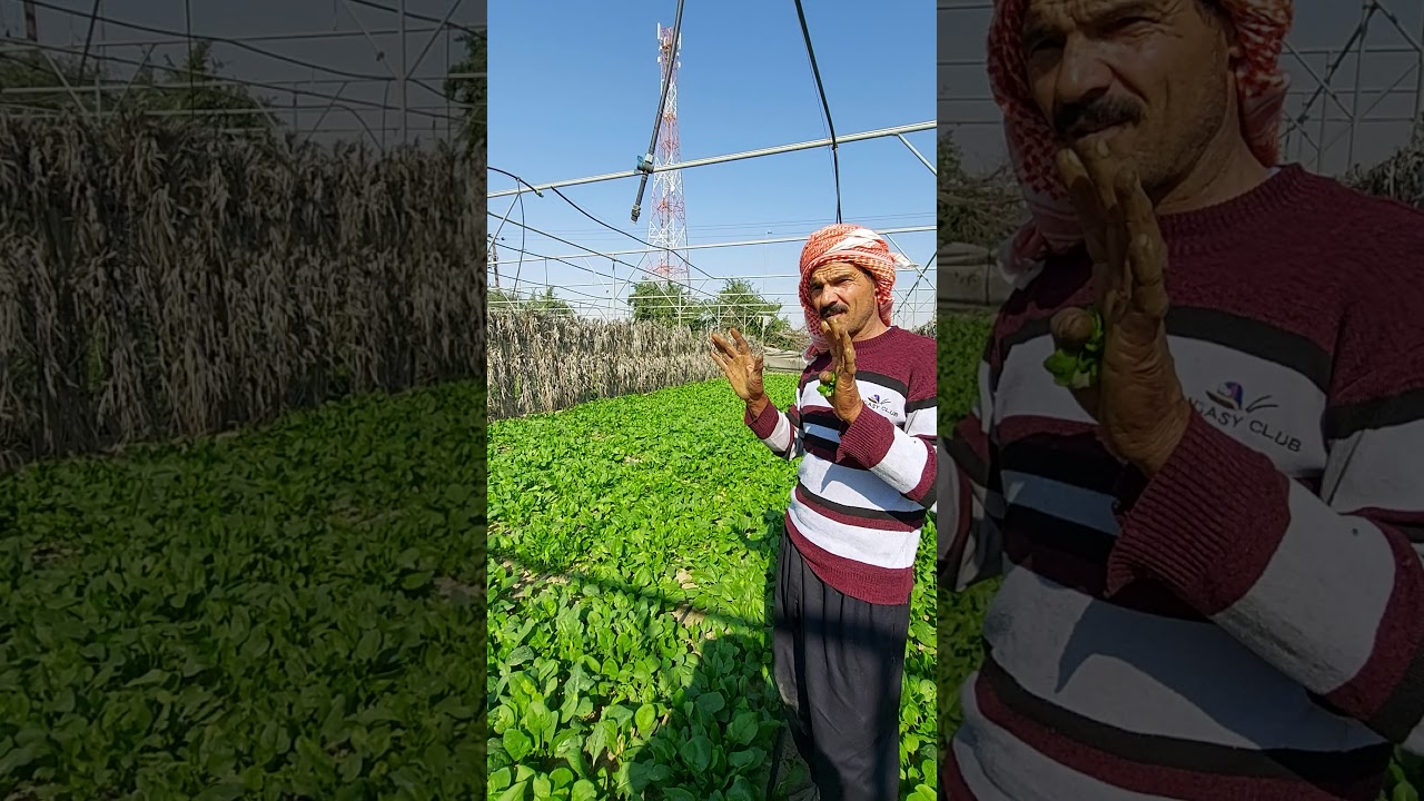 زراعة الخضروات بالكويت