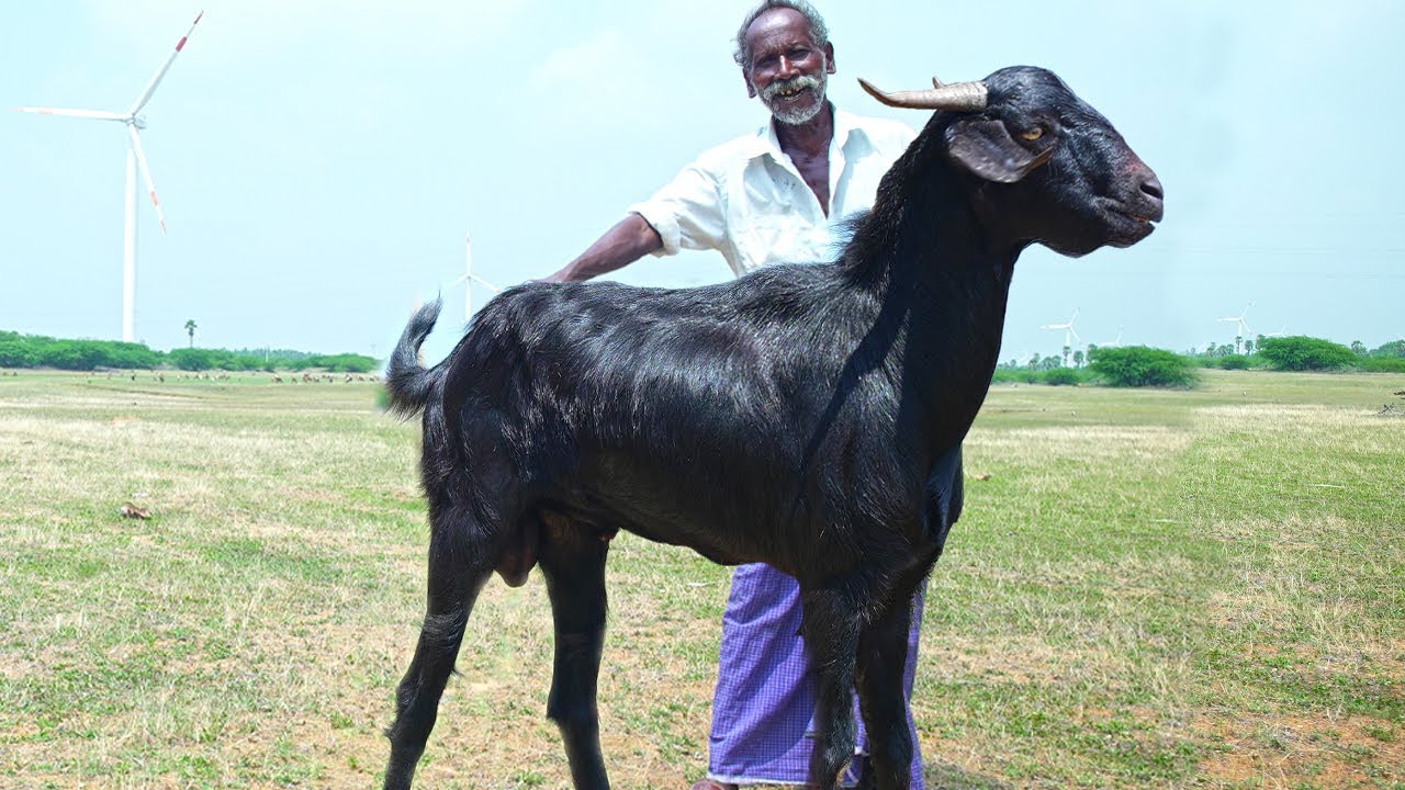 GIANT BLACK GOAT CURRY | கருங்கிடா கறி விருந்து | Village Style Mutton Recipe | Traditional Food