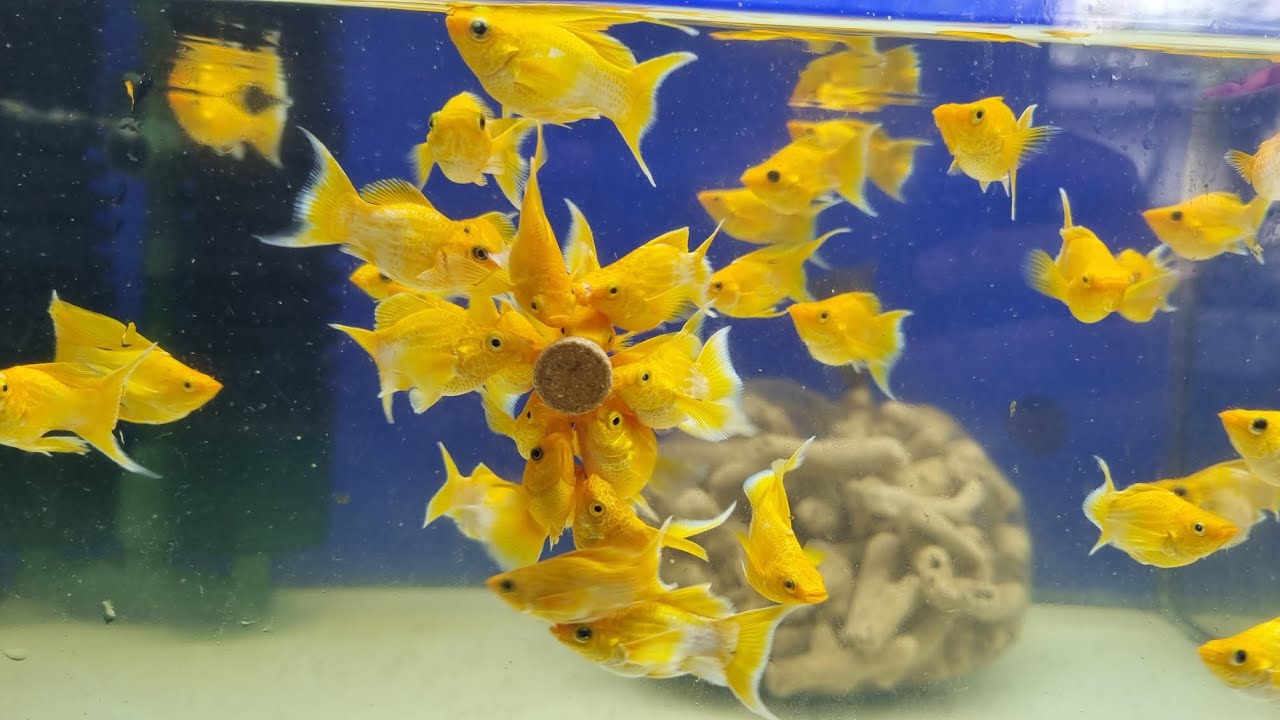 Guppy, molly vàng, cá chép sư tử