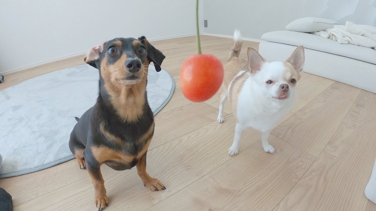 わんことさくらんぼ