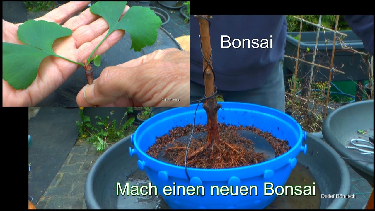 Urwelt Mammutbaum zum Bonsai und Ginkgo zum Bonsai machen mit Enttäuschung bei der Lieferung