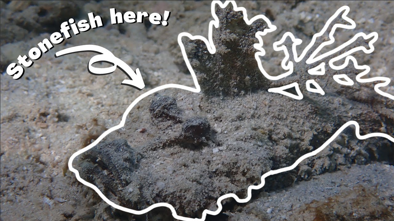 Venomous stonefish buries itself in the sand... !!