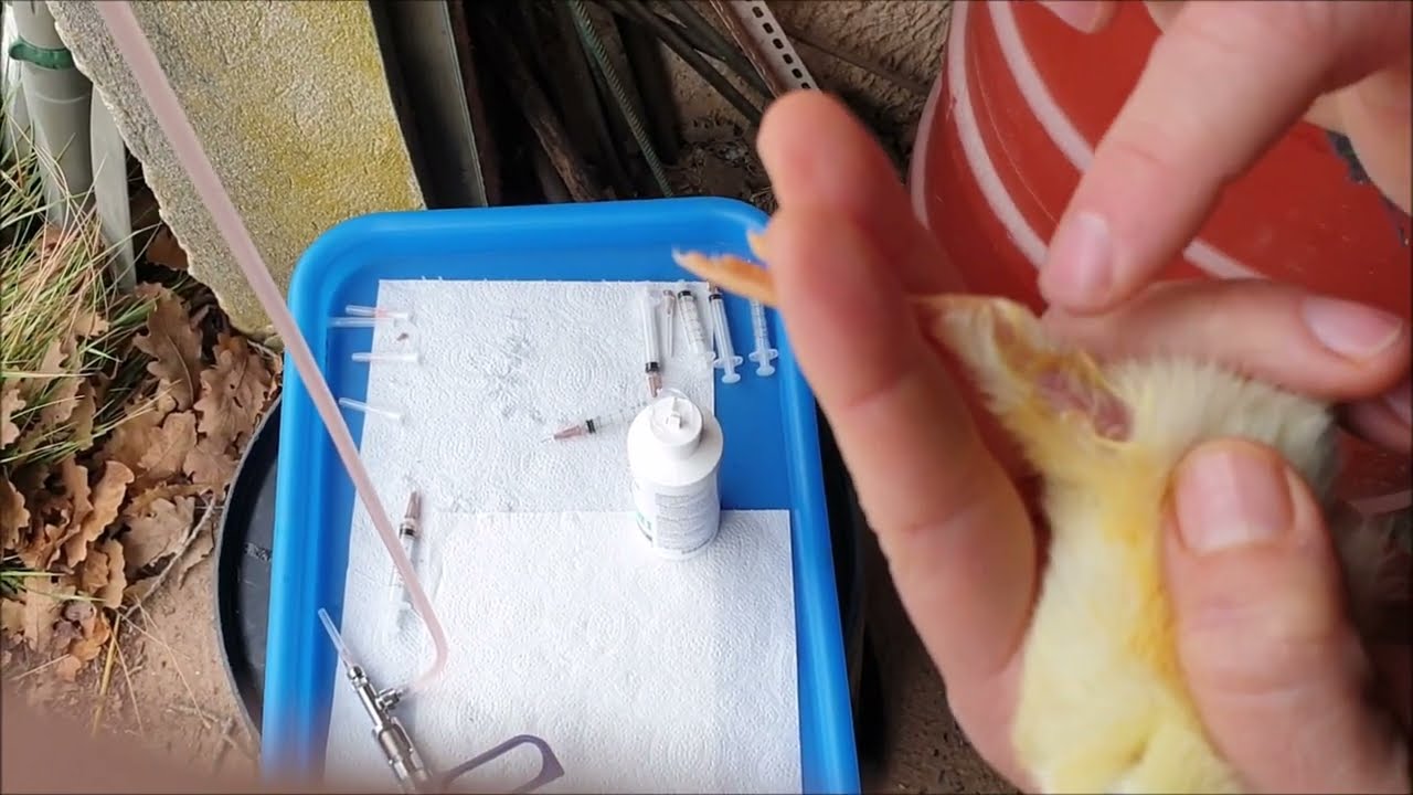 vaccination des poussins