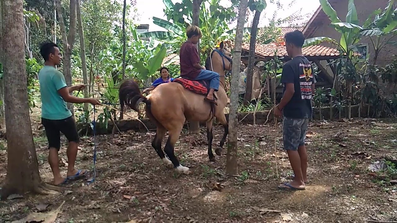 cara melatih kuda renggong Nimar & Devit
