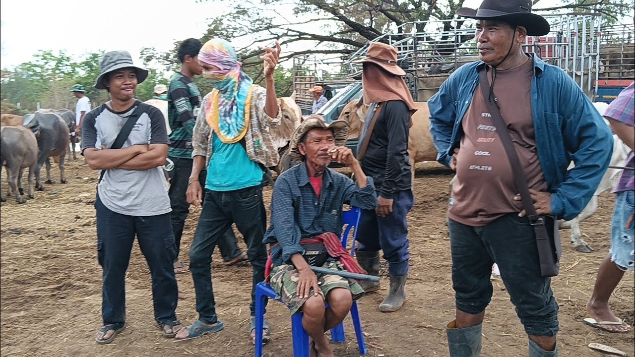 ตลาดวัวส้มป่อย 5/3/69 เย็นๆ วัน พ.ฤ. วัวล้นทะลัก!