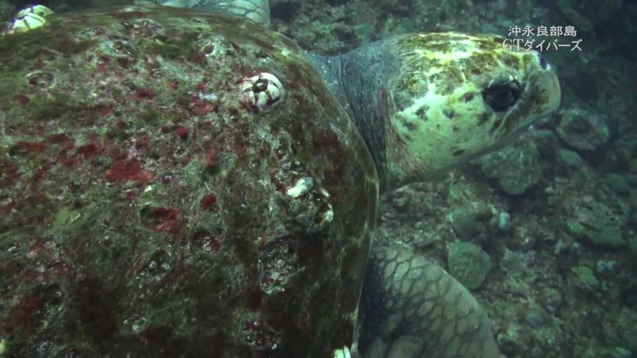 フジツボだらけのアカウミガメ