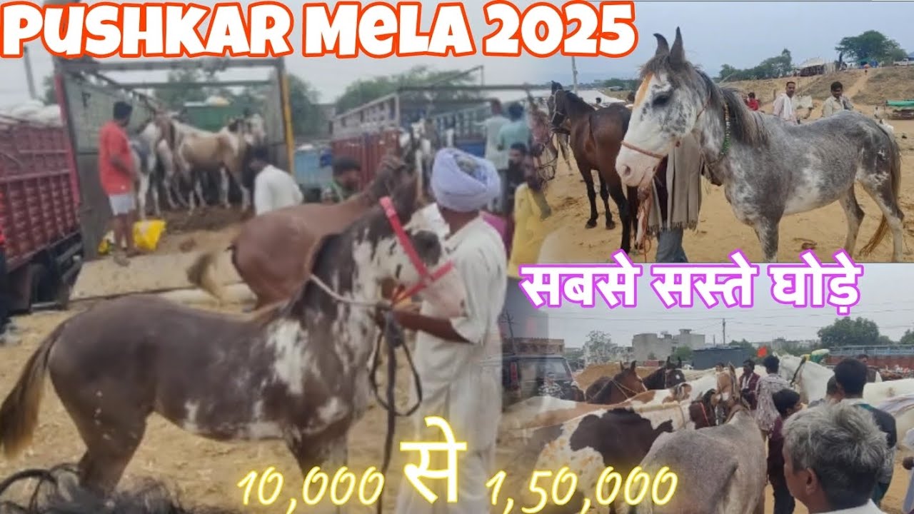 PUSHKAR MELA 2025 लाइव सौदा|| RS 10,000 से 1,50,000 || सब से सस्ते घोड़े || live