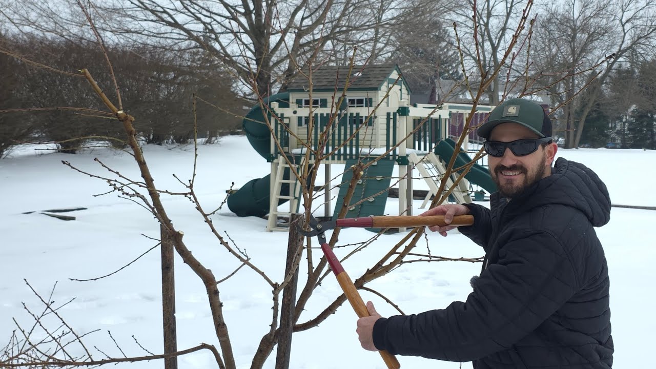 Learning to prune my Reliance Peach tree