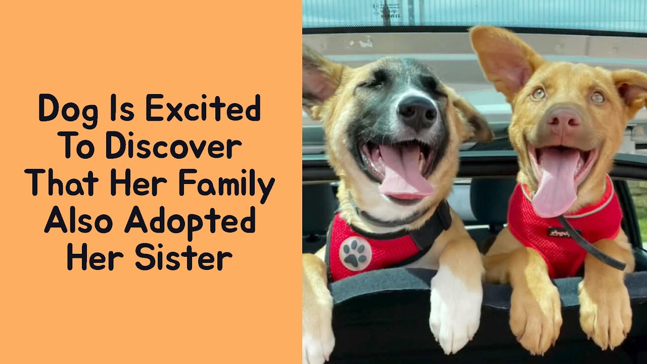 50 Heartwarming Photos of Adopted Pets Settling Into Their Forever Homes