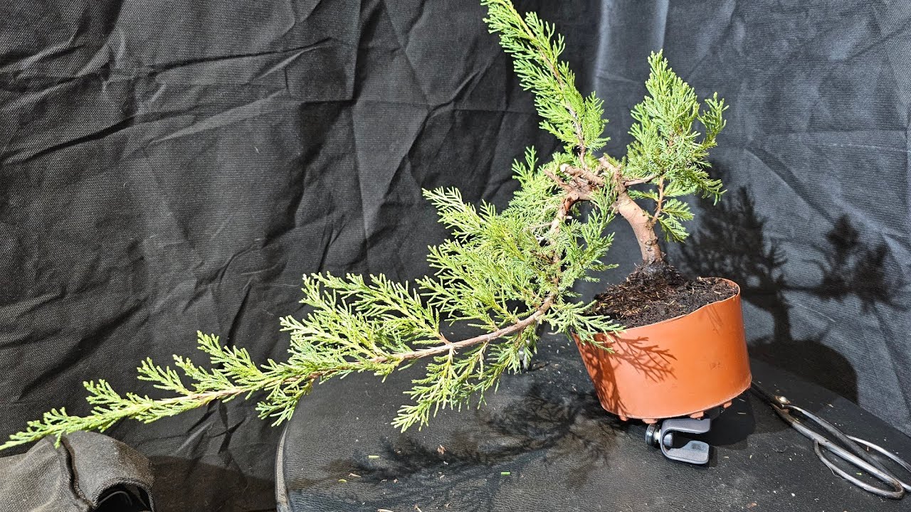 Juniperus Mint Julep - De vivero a Bonsai - Planteamiento (26/10/2023)