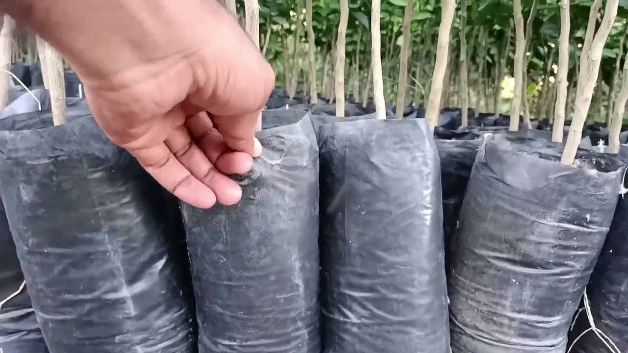 رعاية الشتلات والأشجار والنباتات الصغيرة فى الأعمار الأولى