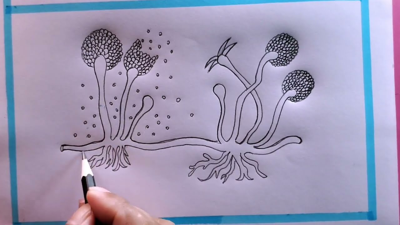 How To Draw Rhizopus Step By Step Easy/Rhizopus Drawing