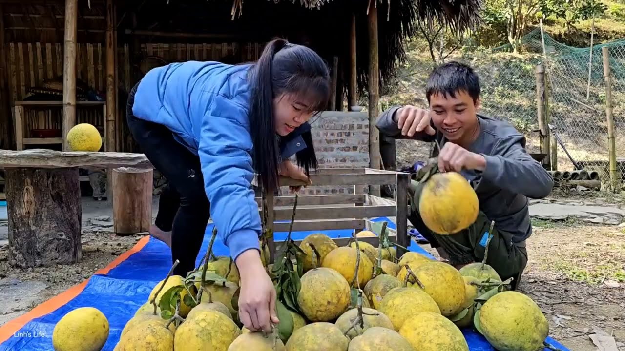 Harvesting agricultural products for sale, Grapefruit harvest can be preserved year round