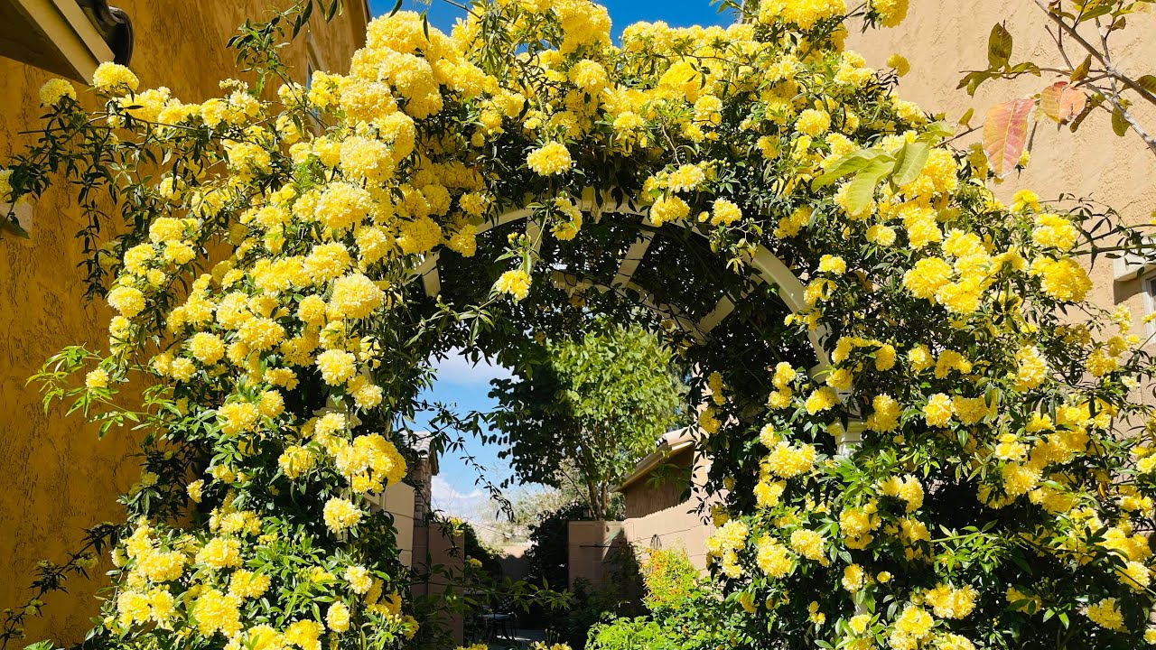 Yellow Lady Banks Rose|Spring Bloom| Climbing Rose|Rambling Rose|Lady Banks Rose|Spring|yellow rose
