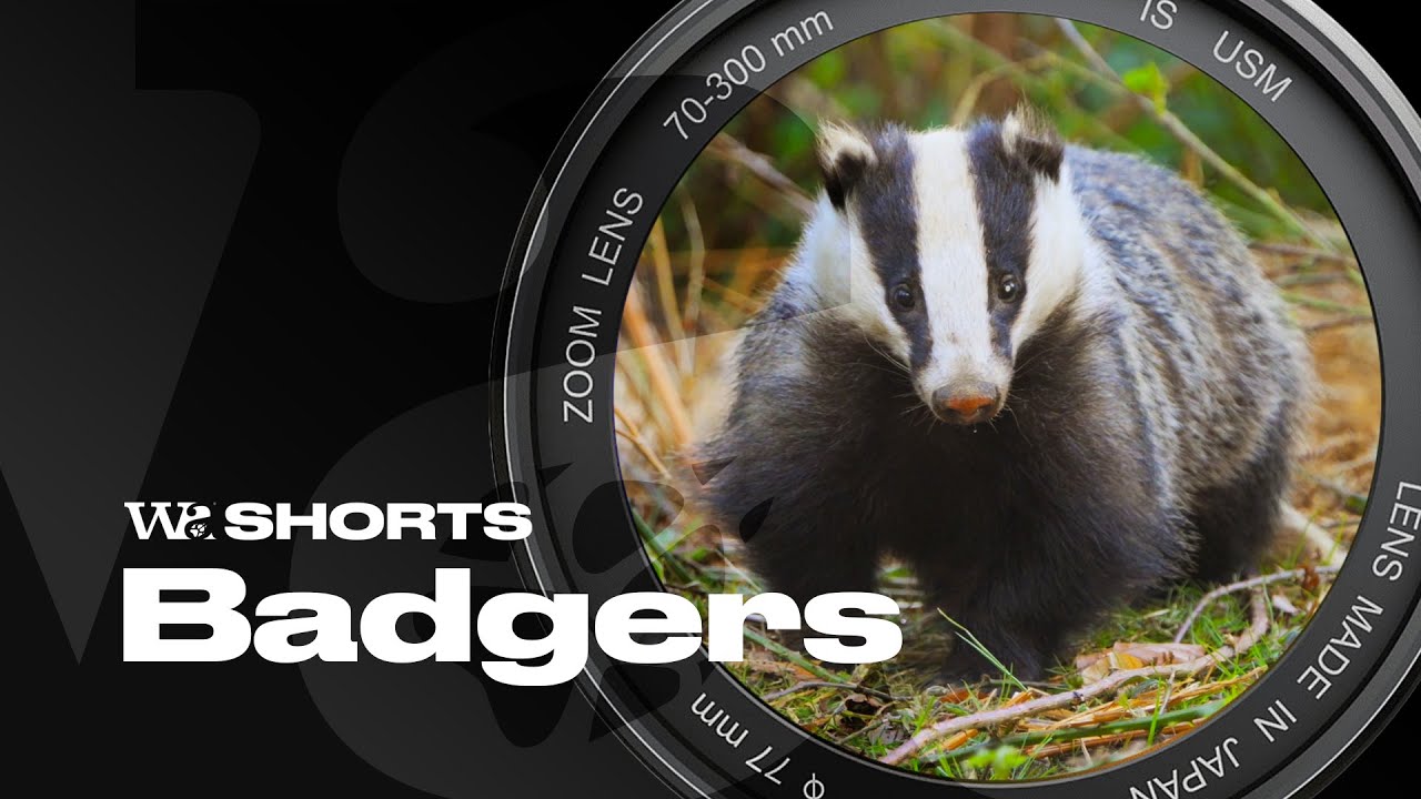 Badger Close-Up – How to Film a Secretive Mammal