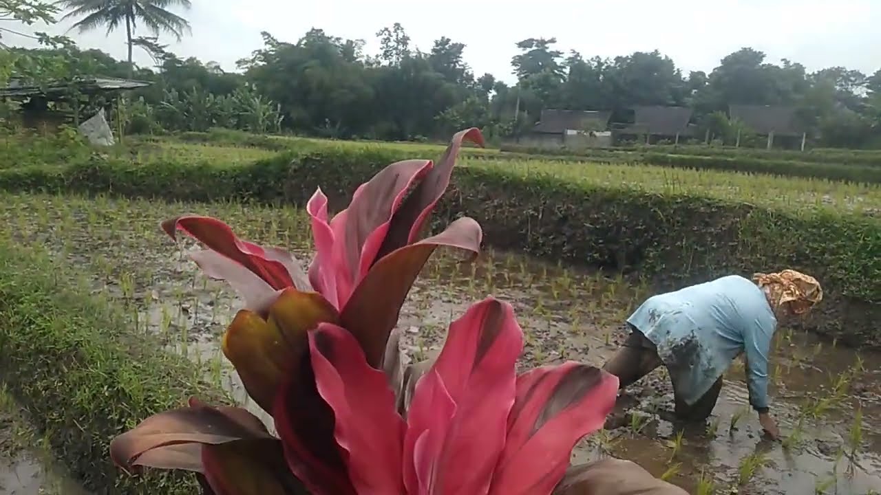 masa masa tandur padi baraya!!dan sekelilingnya  pemandangan yang bikin adem dan betah.