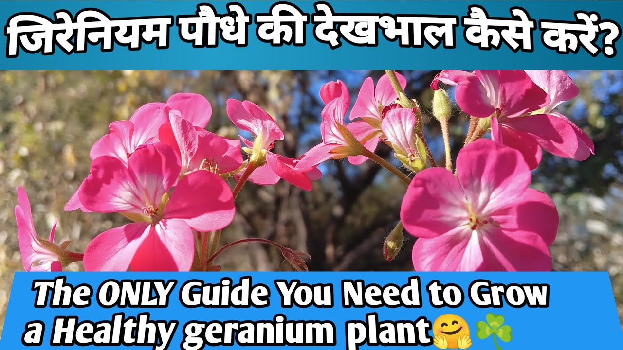 Geranium Plant (Complete Care Video)  जिरेनियम की देखभाल कैसे करें?🌸 @Greennerylife #viral 