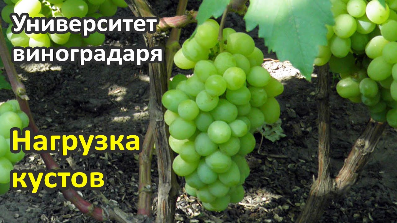 17. Нагрузка кустов винограда и регулировка урожая винограда