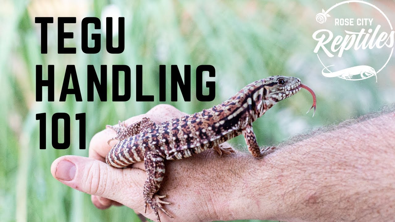 Handling Your BABY TEGU!  How to get started!