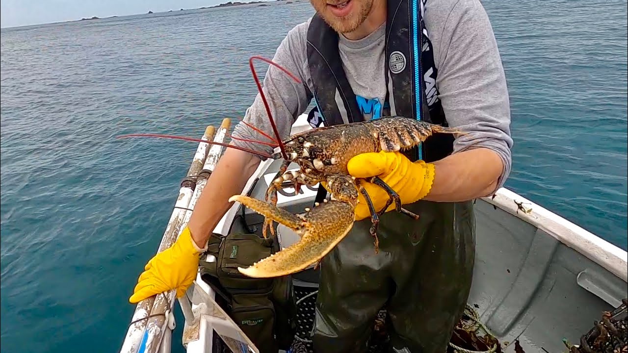 Big Yellow Color Lobster - Commercial Fishing - Lobster Pots & Long Lining