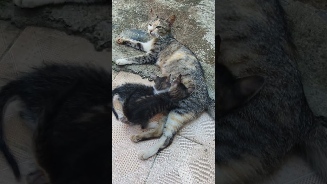 Chị đang bận cho con bú, 