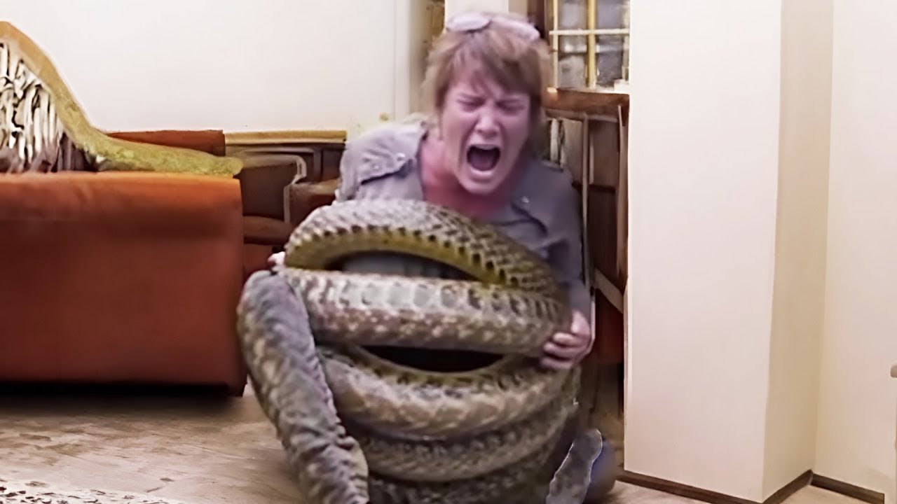 20 Ataques de Cobras a Seres Humanos Capturados Pelas C&acirc;meras!
