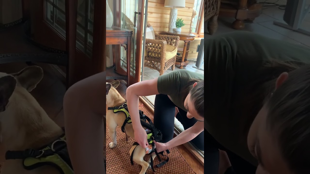 How to put on a “Help ‘Em Up Harness”