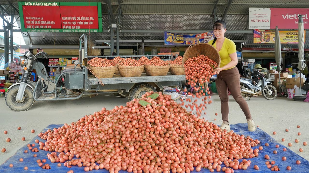 Use 3-Wheeled Truck To Harvesting A Lot Of Red Rambai Fruit Goes To Sell At Village Market