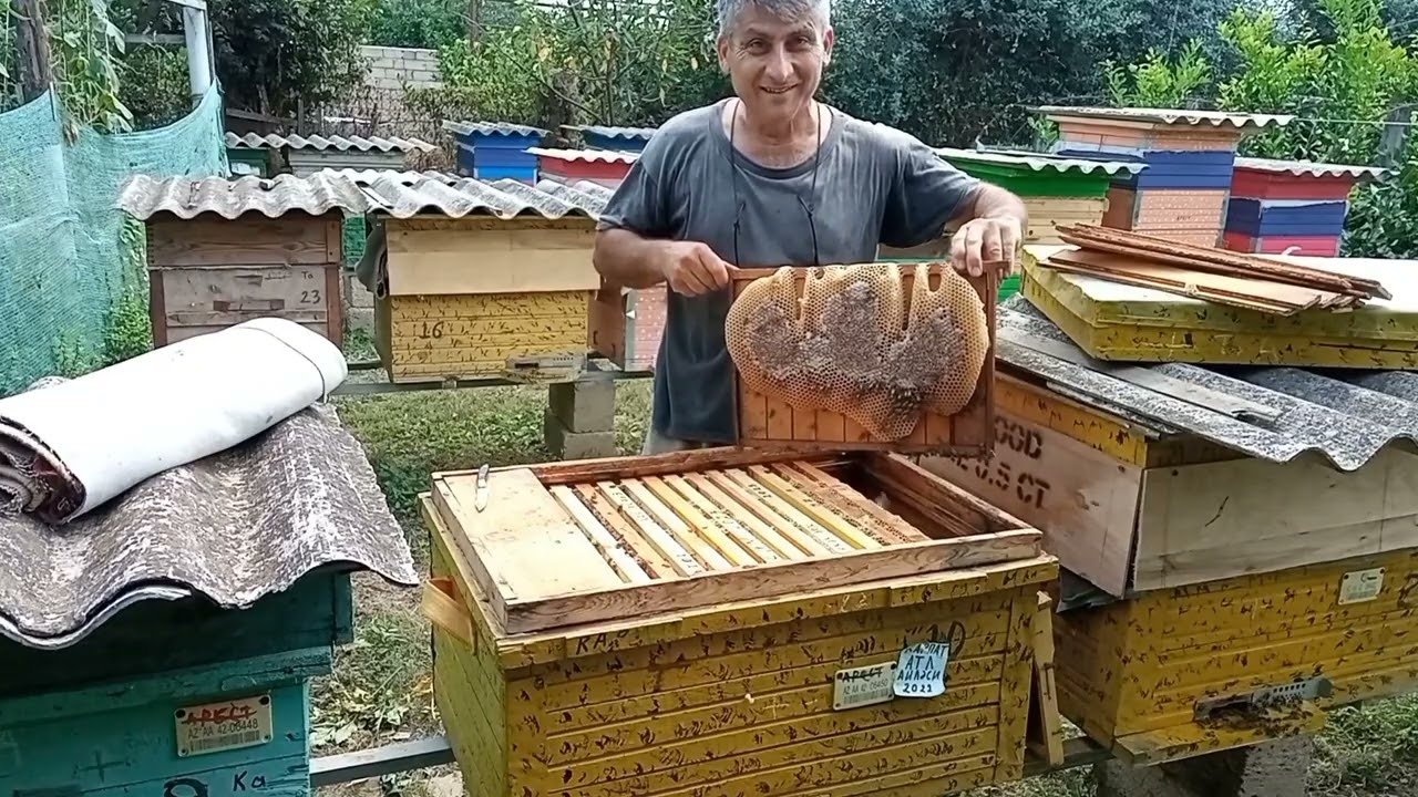 Erkək arılar yetişdirmək nə üçün lazımdır? Ata ailələri.