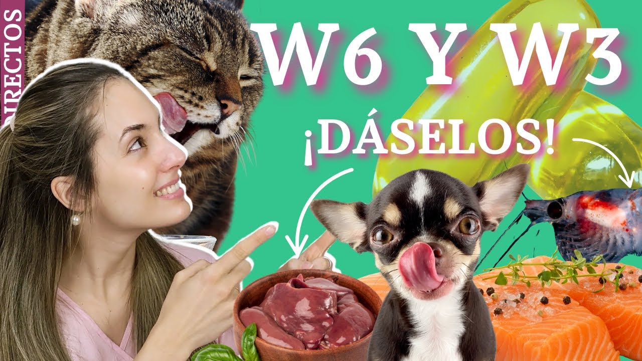 Ácido araquidónico, EPA y DHA en perros y gatos