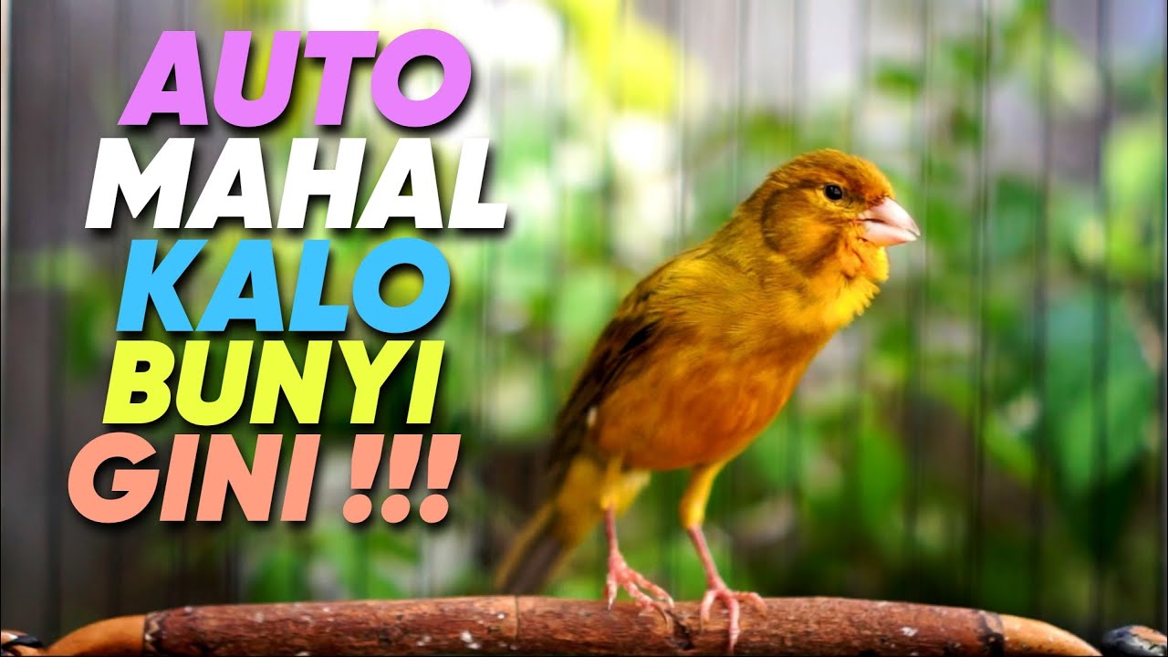BURUNG Anda AKAN MAHAL Dengan Masteran Kenari Isian CIBLEK ini