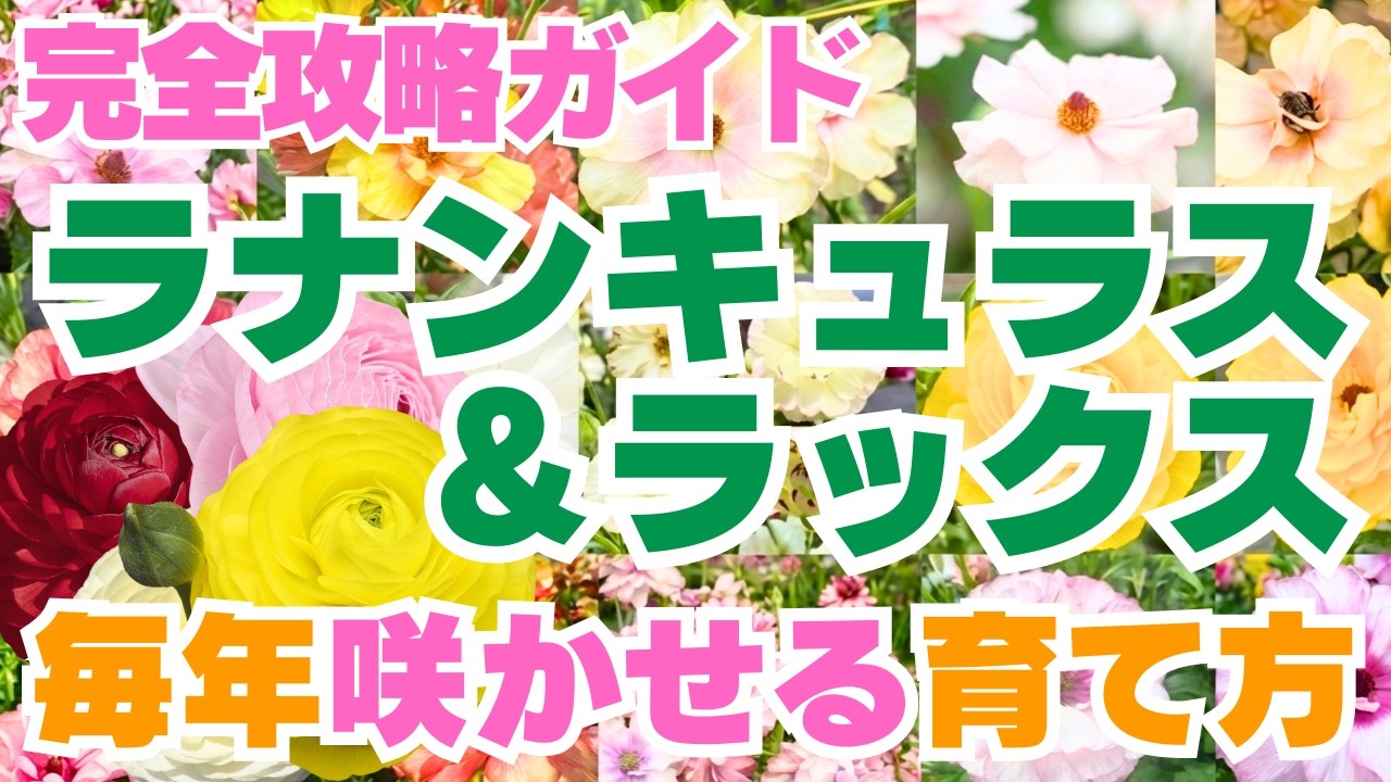 【毎年咲かせる！】ラナンキュラス＆ラックスの育て方！【完全攻略ガイド】