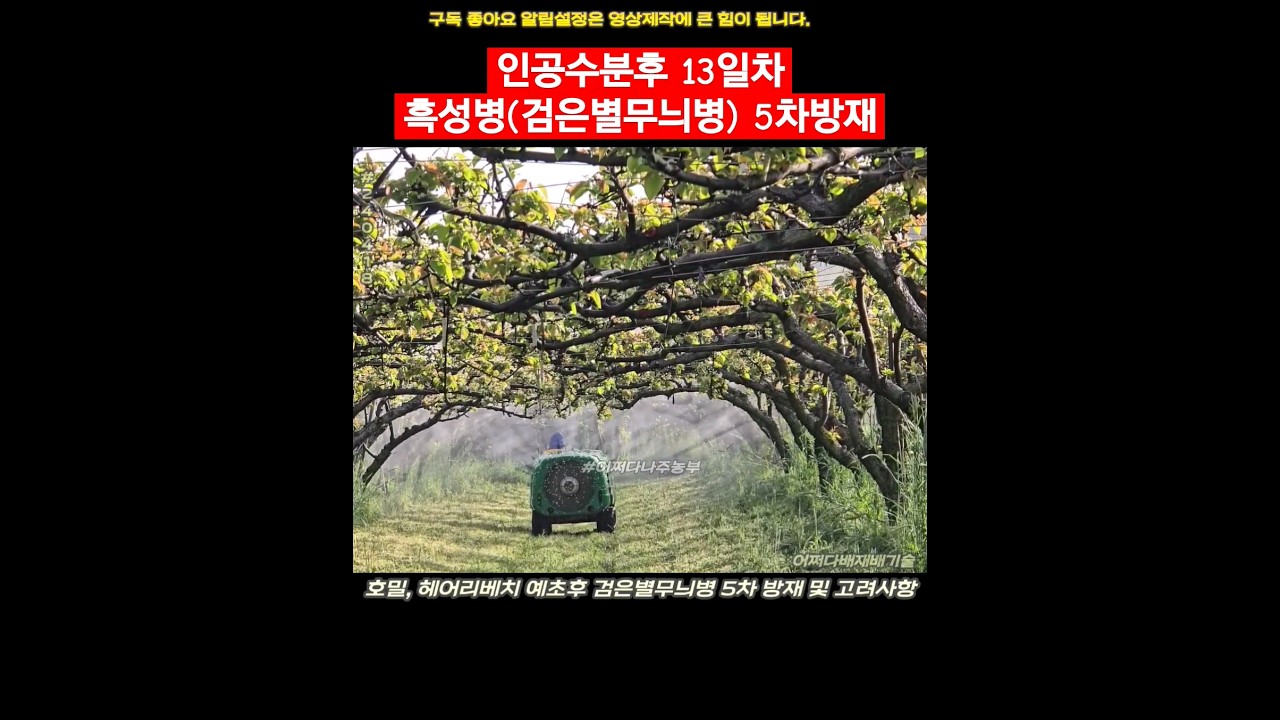 인공수분후 13일차 흑성병(검은별무늬병) 5차방재