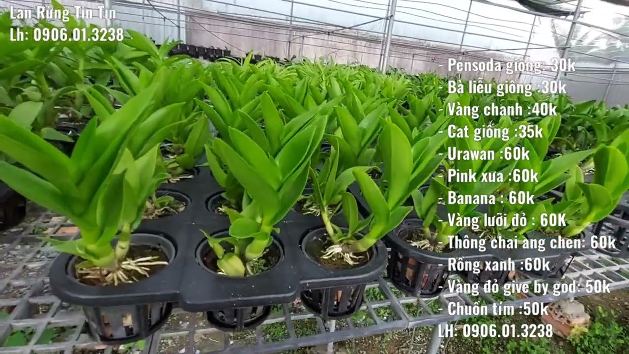 Lan dendro nắng các loại hoa thơm đẹp, 18/4/2022 (0906.01.3238)