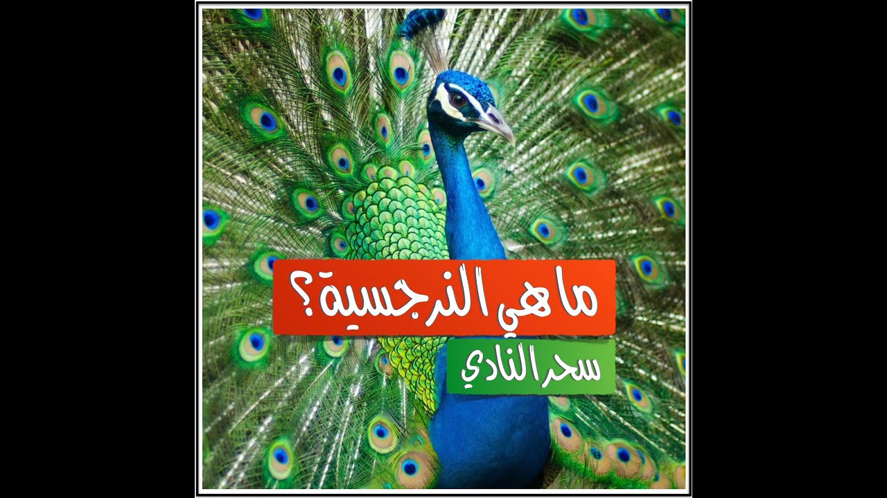 ما هي النرجسية؟ تعريفها وأنواعها ودرجاتها وتشخيصها