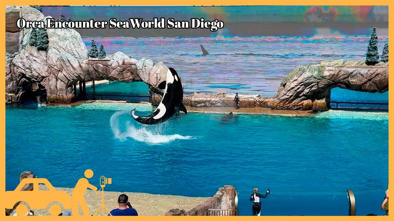 Orca Encounter Full Show 돌고래 쇼 - SeaWorld, San Diego