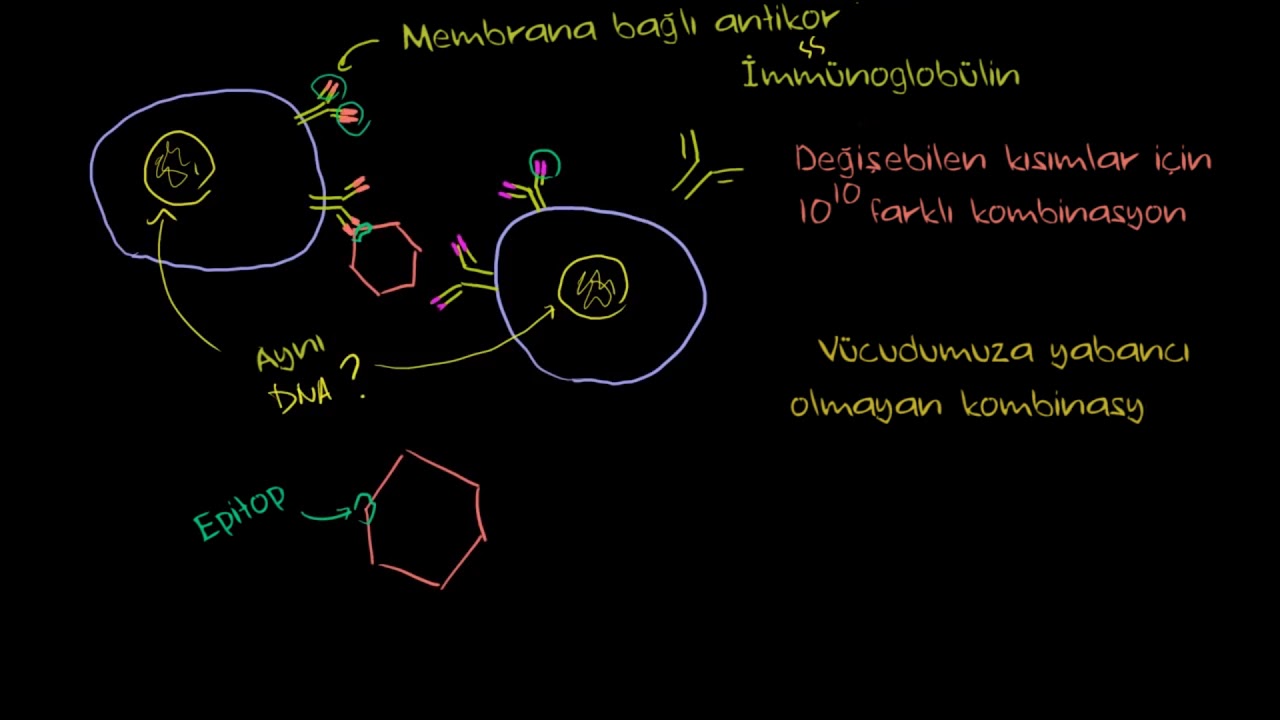 B Lenfositleri (B Hücreleri) (Fen Bilimleri) (Biyoloji) (Sağlık ve Tıp)