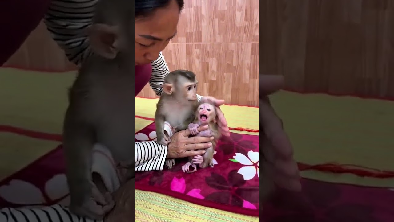 𝘽𝙖𝙗𝙮 𝙢𝙤𝙣𝙠𝙚𝙮 𝙘𝙖𝙣'𝙩 𝙩𝙖𝙠𝙚 𝙣𝙚𝙬 𝙗𝙖𝙗𝙮🐒  #babymonky #babyanimal #primiatemonkey #capcut #babymonkey #cute