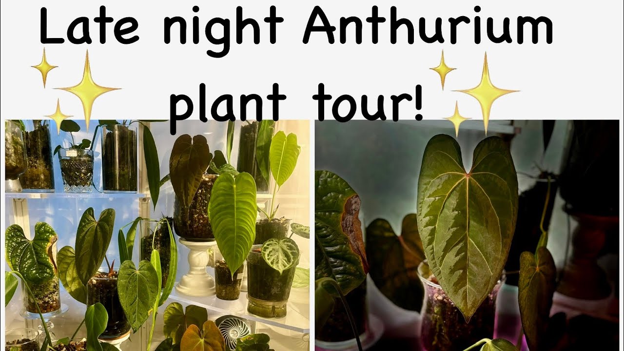 Late night IKEA Milsbo Anthurium Plant Tour!
