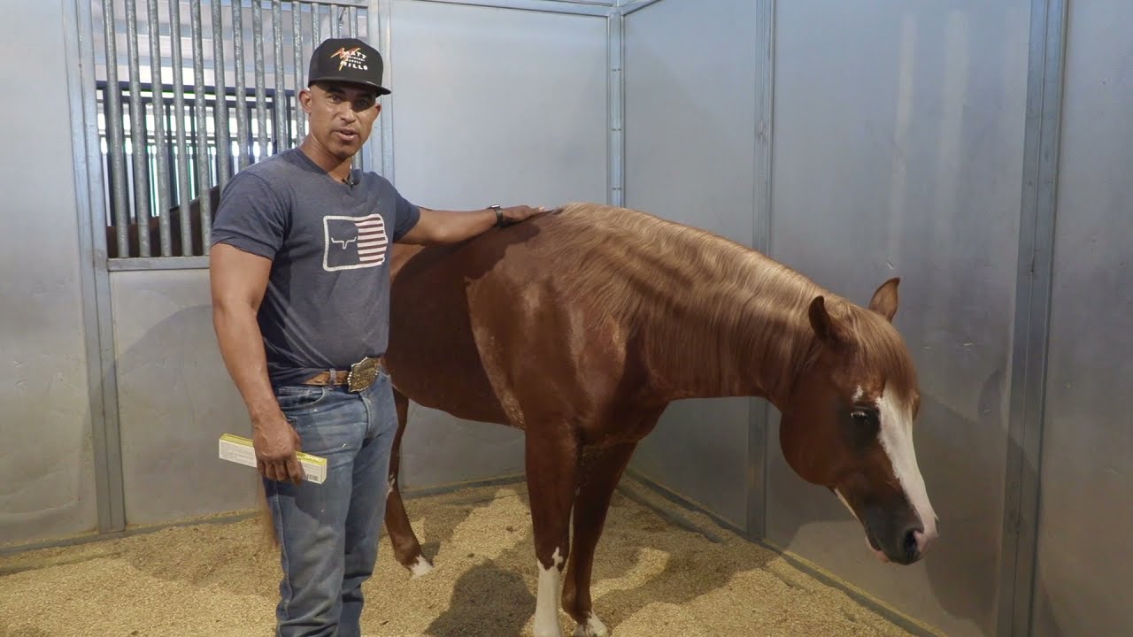 ULCERS IN HORSES AND HOW TO TREAT THEM