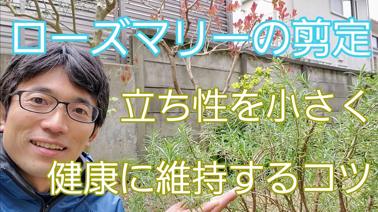 【ローズマリー(立ち性)の剪定】コンパクト&健康的に維持するお手入れ😊✨