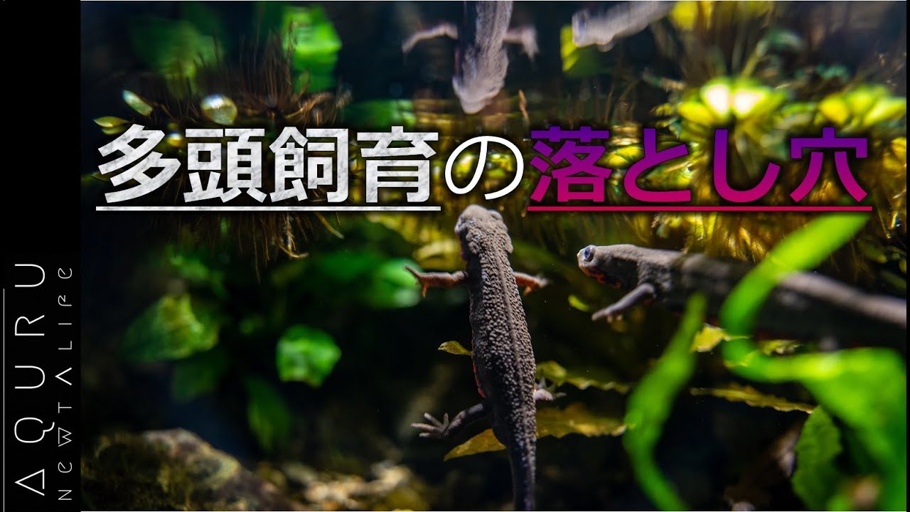 【閲覧注意】アカハライモリの多頭飼育で失敗しました