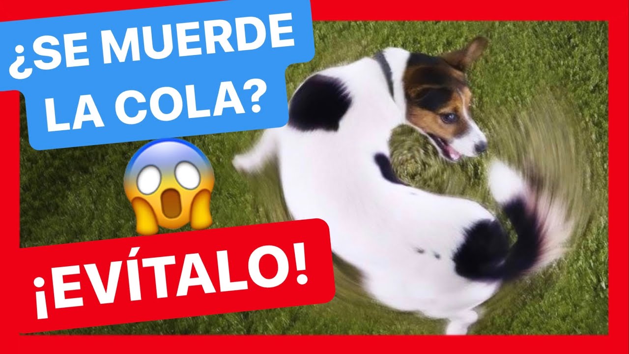 &iquest;POR QU&Eacute; MI PERRO SE PERSIGUE LA COLA? 😰 ► &iquest;Puede tener una ESTEREOTIPIA? ⛔️