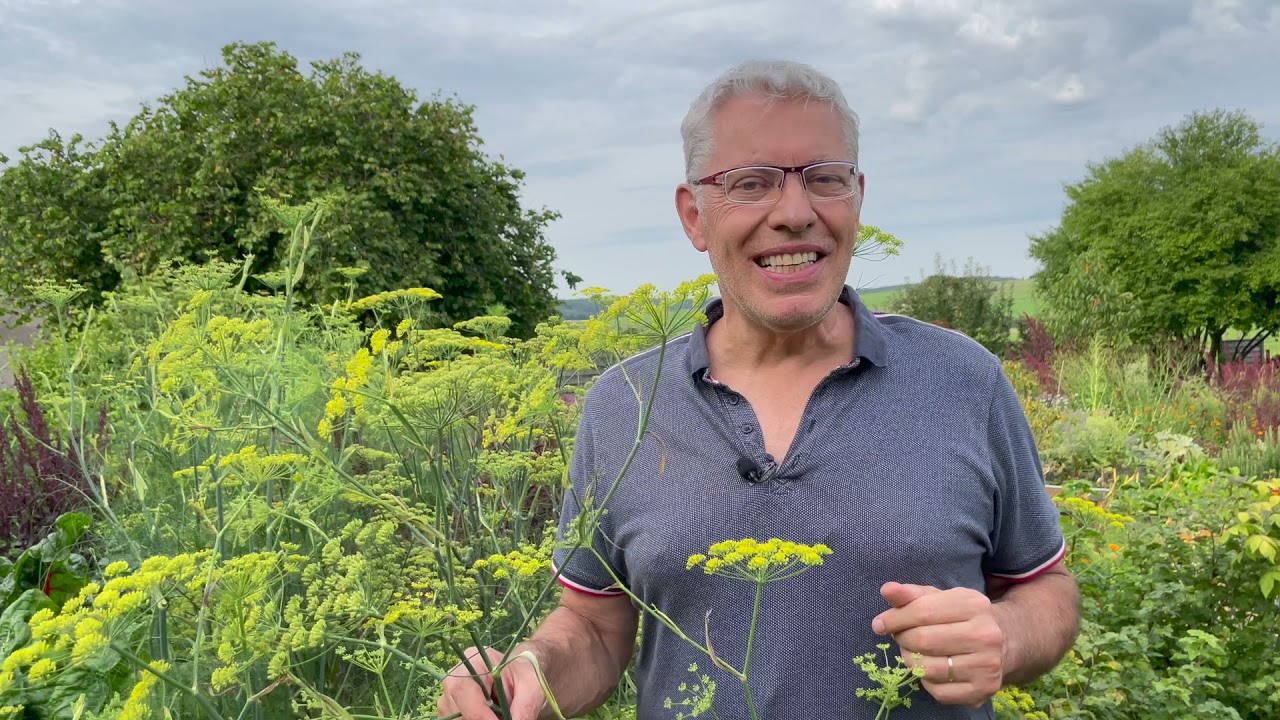 Le fenouil, une plante facile au potager !