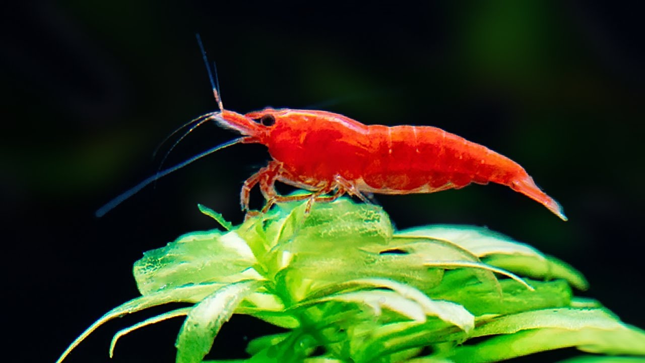 7 Facts About Aquarium Shrimp That Will Surprise You